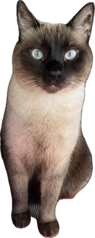 Bartolomiao (Bubu)