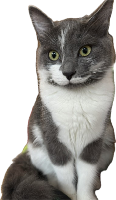 Bartolomiao